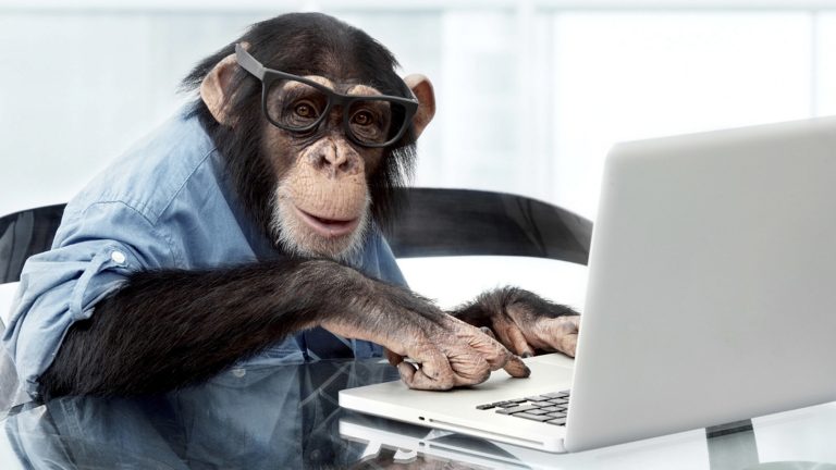 trained chimpanzee at laptop