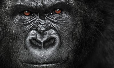 angry gorilla face
