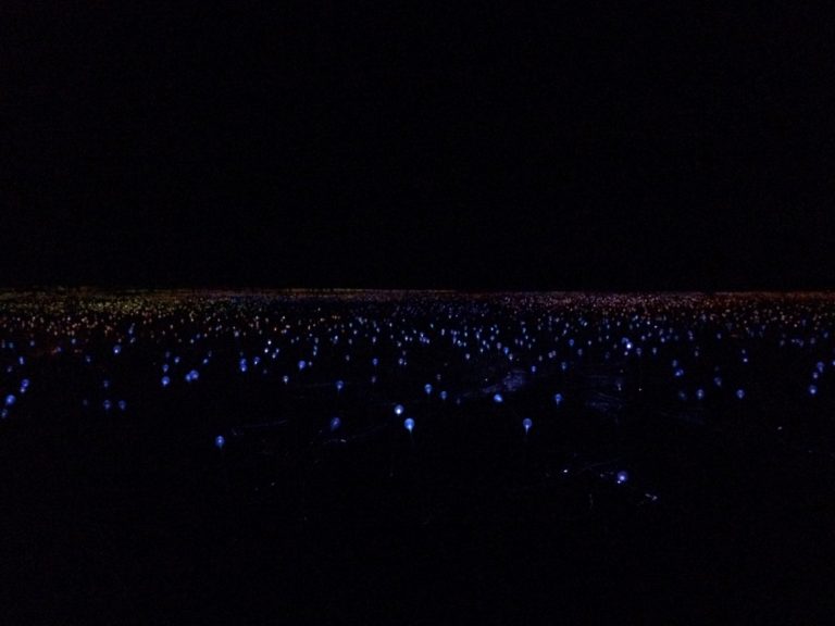 field of lights
